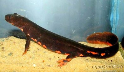 Фото Тритон коротконогий краснобрюхий Pachytriton labiatus Paddletail Newt  (photo#121747)