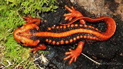 Фото Тритон крокодиловый Tylototriton verrucosus Emperor Newt  (photo#121748)