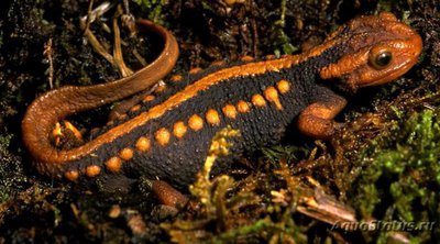 Фото Тритон крокодиловый Tylototriton verrucosus Emperor Newt  (photo#121749)