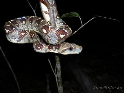 Удав мадагаскарский (Sanzinia madagascariensis)