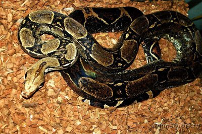 Фото Удав обыкновенный Boa constrictor  (photo#121762)