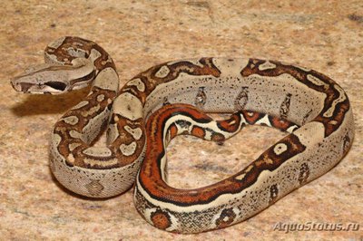 Фото Удав обыкновенный Boa constrictor  (photo#121763)