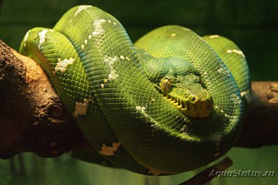 Фото Удав собакоголовый Corallus caninus  (photo#121764)