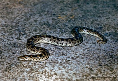 Фото Удавчик настоящий восточный Eryx tataricus  (photo#121767)