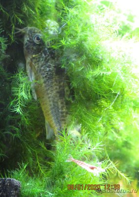 Коридорас крапчатый, сомик крапчатый (Corydoras paleatus)