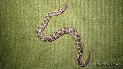 Фото Удавчик шершавохвостый Gongylophis conicus Rough-tailed Sand Boa  (photo#121786)