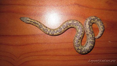 Фото Удавчик шершавохвостый Gongylophis conicus Rough-tailed Sand Boa  (photo#121787)