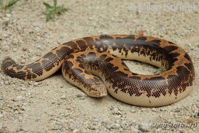 Фото Удавчик шершавохвостый восточноафриканский Gongylophis colubrinus  (photo#121789)