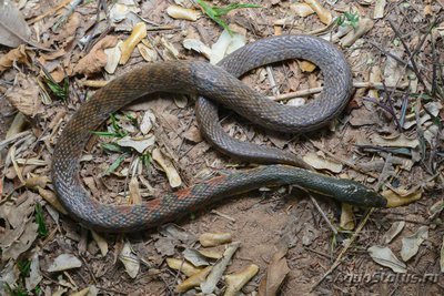 Фото Уж азиатский водяной краснопятнистый Xenochrophis trianguligerus Red Necked Keel (photo#121790)