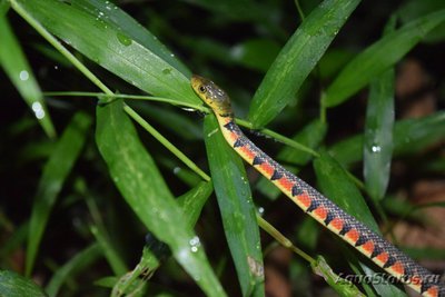 Фото Уж азиатский водяной краснопятнистый Xenochrophis trianguligerus Red Necked Keel (photo#121791)