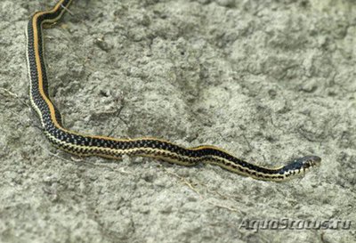 Фото Уж азиатский водяной полосатый Xenochrophis vittatus garden snake  (photo#121792)