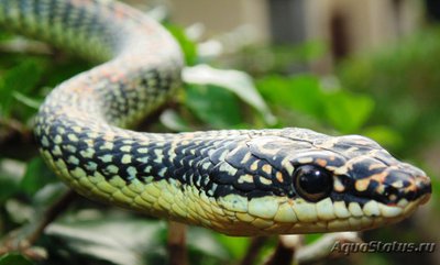 Фото Уж азиатский водяной полосатый Xenochrophis vittatus garden snake  (photo#121793)