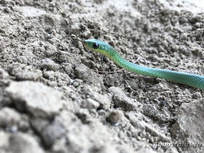 Фото Уж африканский кустарниковый стройный Philothamnus heterolepidotus  (photo#121798)