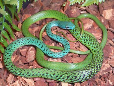 Фото Уж африканский кустарниковый точечный Philothamnus punctatus Speckled Green-snak (photo#121800)