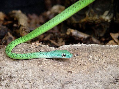 Фото Уж африканский кустарниковый точечный Philothamnus punctatus Speckled Green-snak (photo#121801)