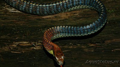 Фото Уж бронзовый Копштейна Dendrelaphis kopsteini  (photo#121809)