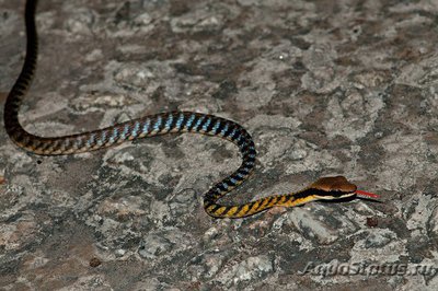 Фото Уж бронзовый полосатый Dendrelaphis striatus  (photo#121818)