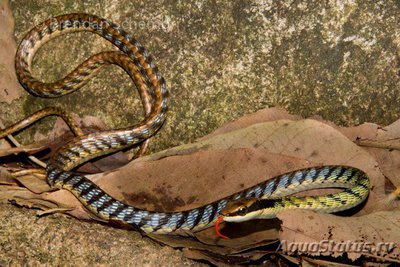 Фото Уж бронзовый полосатый Dendrelaphis striatus  (photo#121819)