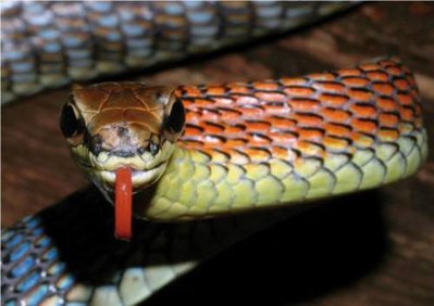 Фото Уж бронзовый Копштейна Dendrelaphis kopsteini  (photo#121820)