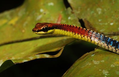 Фото Уж бронзовый Копштейна Dendrelaphis kopsteini  (photo#121821)