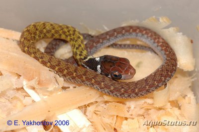 Фото Уж длиннозубый пятнистобрюхий Rhabdophis chrysargos Specklebelly Keelback  (photo#121851)