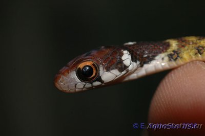 Фото Уж длиннозубый пятнистобрюхий Rhabdophis chrysargos Specklebelly Keelback  (photo#121852)