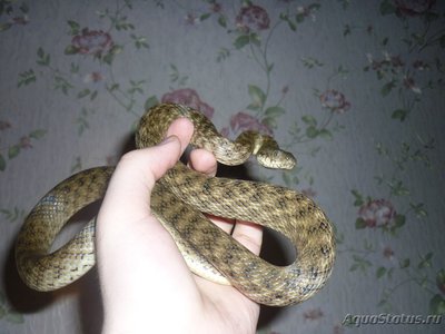 Фото Уж мадагаскарский кошачьеглазый Madagascarophis colubrinus  (photo#121862)