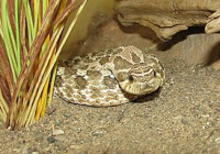 Уж свиноносый (Heterodon nasicus Hognose snake)