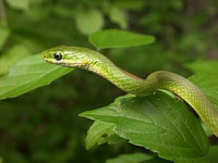 Фото Уж травяной килеватый Opheodrys aestivus Green snake  (photo#121864)