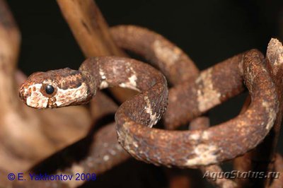 Фото Улиткоед большеглазый аплопельтура Aplopeltura boa  (photo#121887)