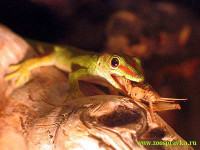 Фото Фельзума мадагаскарская великолепная Phelsuma madagascariensis grandis  (photo#121889)