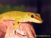 Фото Фельзума мадагаскарская великолепная Phelsuma madagascariensis grandis  (photo#121890)