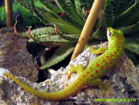 Фото Фельзума мадагаскарская великолепная Phelsuma madagascariensis grandis  (photo#121892)