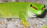 Фото Фельзума широкохвостая Phelsuma laticauda  (photo#121915)