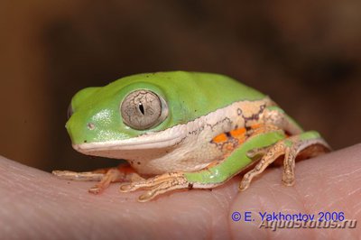 Фото Филломедуза оранжевоногая Phyllomedusa hypochondrialis  (photo#121917)