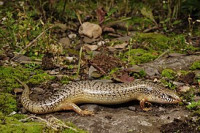 Фото Хальцид глазчатый Chalcides ocellatus  (photo#121927)