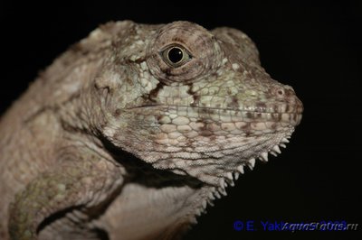 Фото Хамелеолис барбатус Chamaeleolis barbatus  (photo#121935)