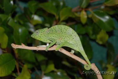 Фото Хамелеон деремский Chamaeleo Trioceras deremensis  (photo#121938)