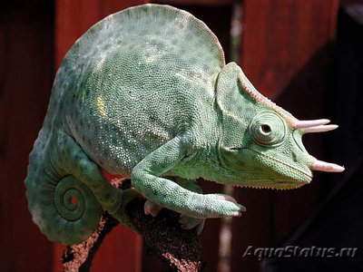 Фото Хамелеон деремский Chamaeleo Trioceras deremensis  (photo#121939)