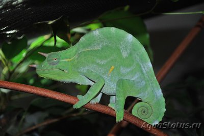 Фото Хамелеон деремский Chamaeleo Trioceras deremensis  (photo#121940)