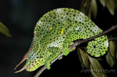 Фото Хамелеон деремский Chamaeleo Trioceras deremensis  (photo#121942)