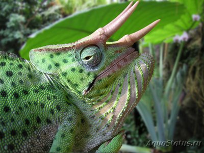 Фото Хамелеон деремский Chamaeleo Trioceras deremensis  (photo#121943)