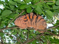 Хамелеон пантеровый (Furcifer pardalis)