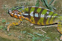 Хамелеон пантеровый (Furcifer pardalis)