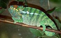 Хамелеон пантеровый (Furcifer pardalis)