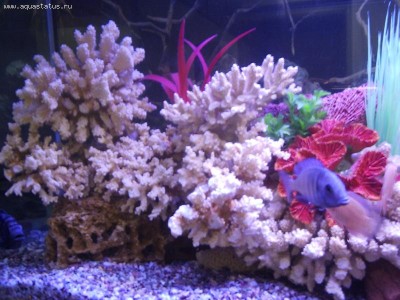 Чем чистить кораллы в аквариуме? Перекись и белизна.