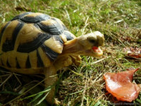 Фото Черепаха египетская Testudo kleinmanni  (photo#122010)