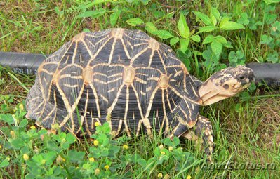 Фото Черепаха звездчатая индийская Geochelone elegans  (photo#122032)