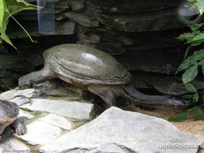 Фото Черепаха змеиношейная Зибенрока Chelodina siebenrocki  (photo#122054)