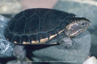 Фото Черепаха иловая желторотая Kinosternon leucostomum White Cheek Mud Turtle  (photo#122058)